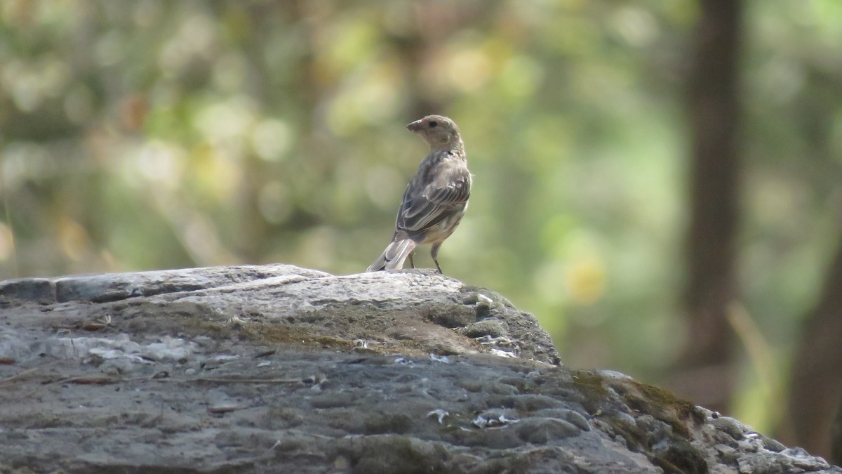 House Finch - ML253867711