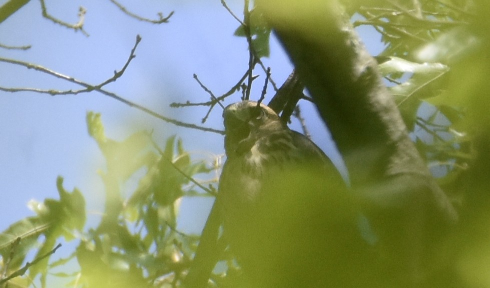 Broad-winged Hawk - ML253868881