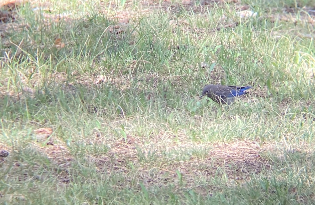 Western Bluebird - ML253869011