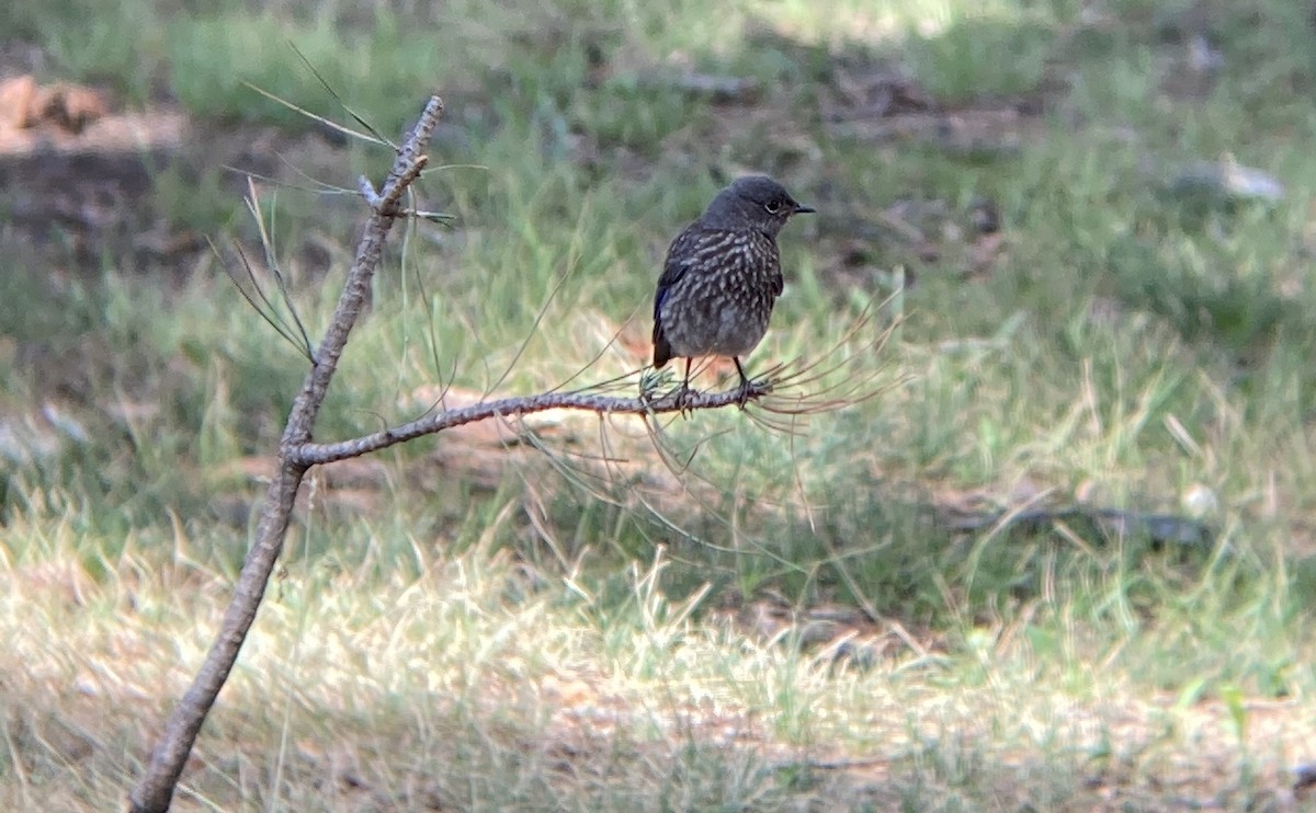 Western Bluebird - ML253869201