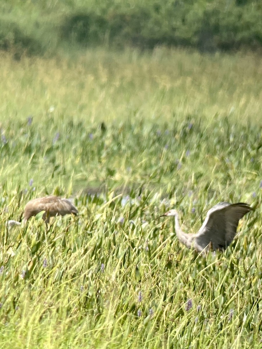 Sandhill Crane - Gabriel Willow