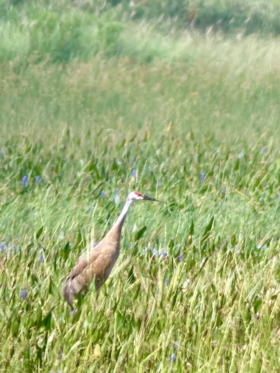 Sandhill Crane - Gabriel Willow