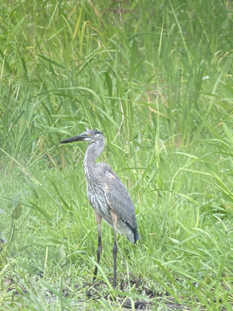 Great Blue Heron - Gabriel Willow