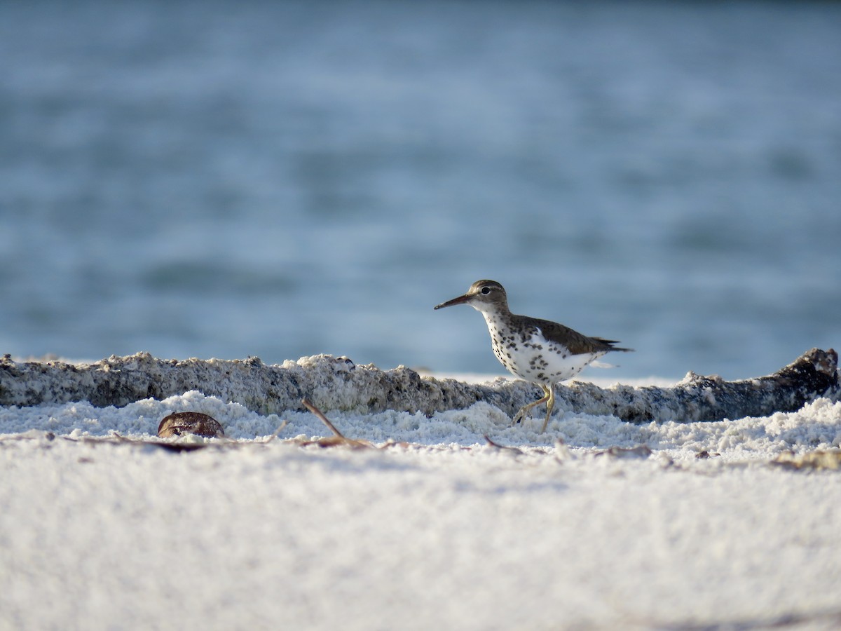 Spotted Sandpiper - Kara Cook