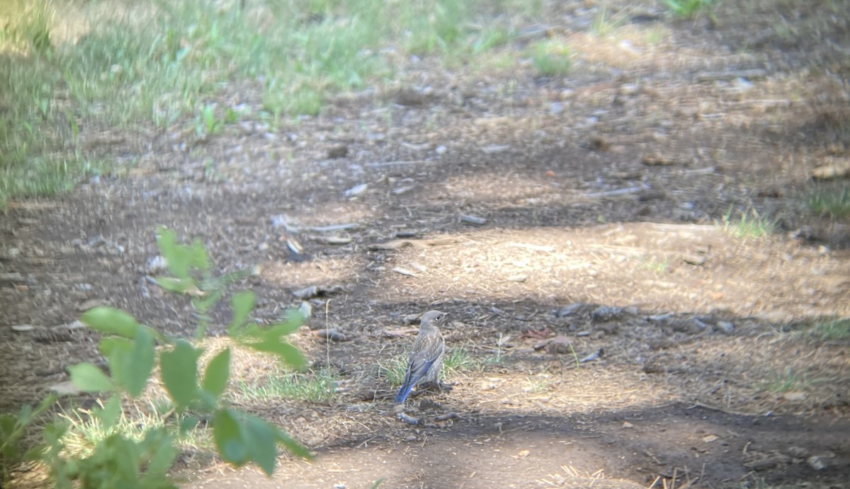 Western Bluebird - ML253870311