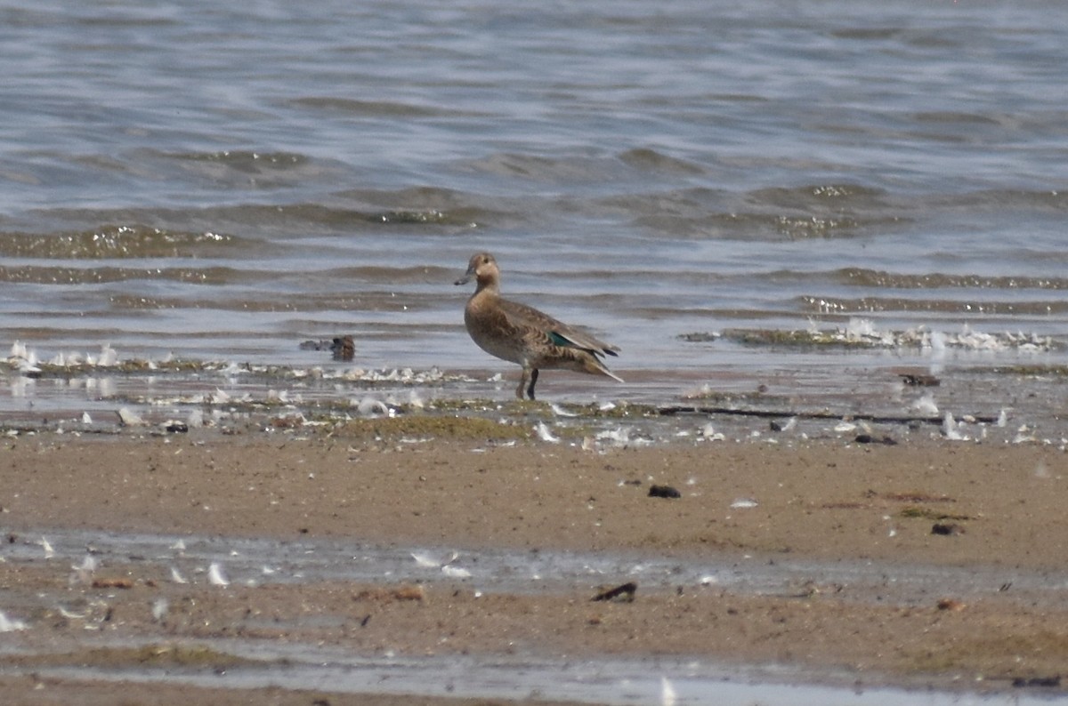 Cinnamon Teal - ML253870641