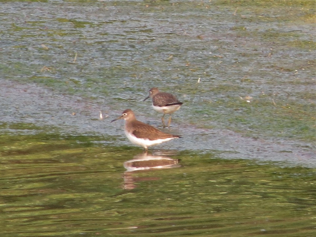 Solitary Sandpiper - ML253872091