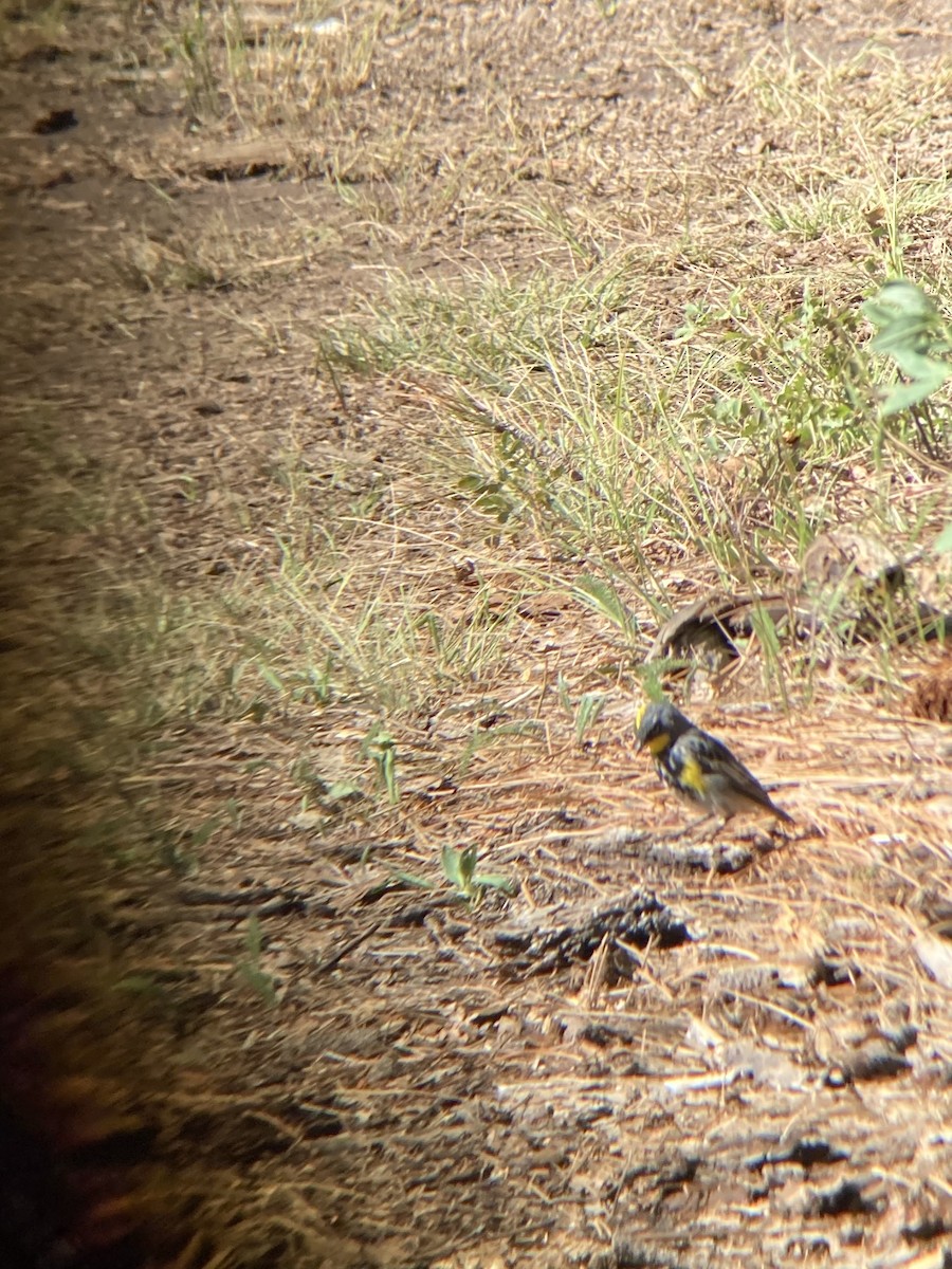Yellow-rumped Warbler (Audubon's) - ML253873971