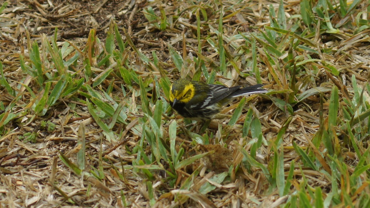 Black-throated Green Warbler - Pat Heirs