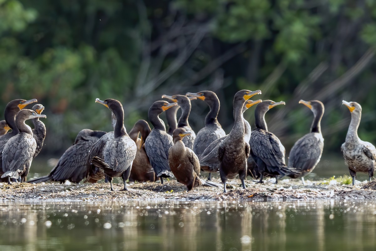 Neotropic Cormorant - ML253874771