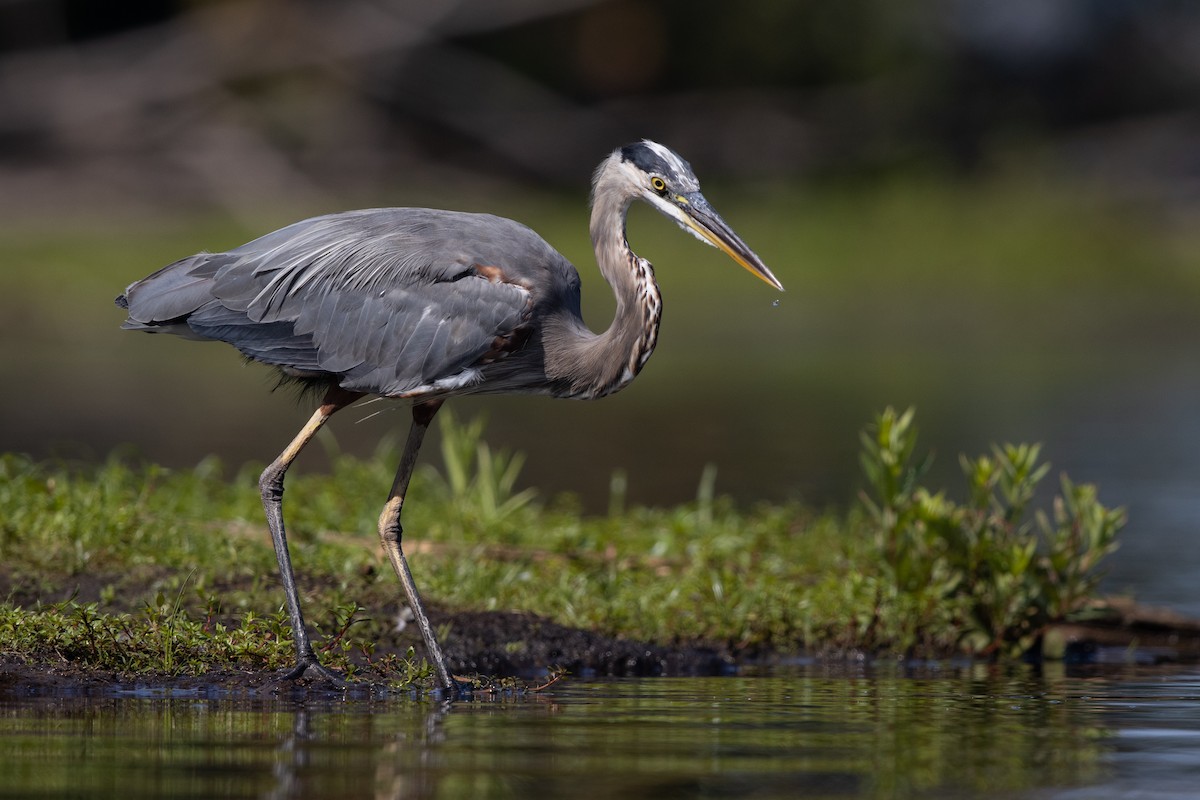 Great Blue Heron - Brad Imhoff