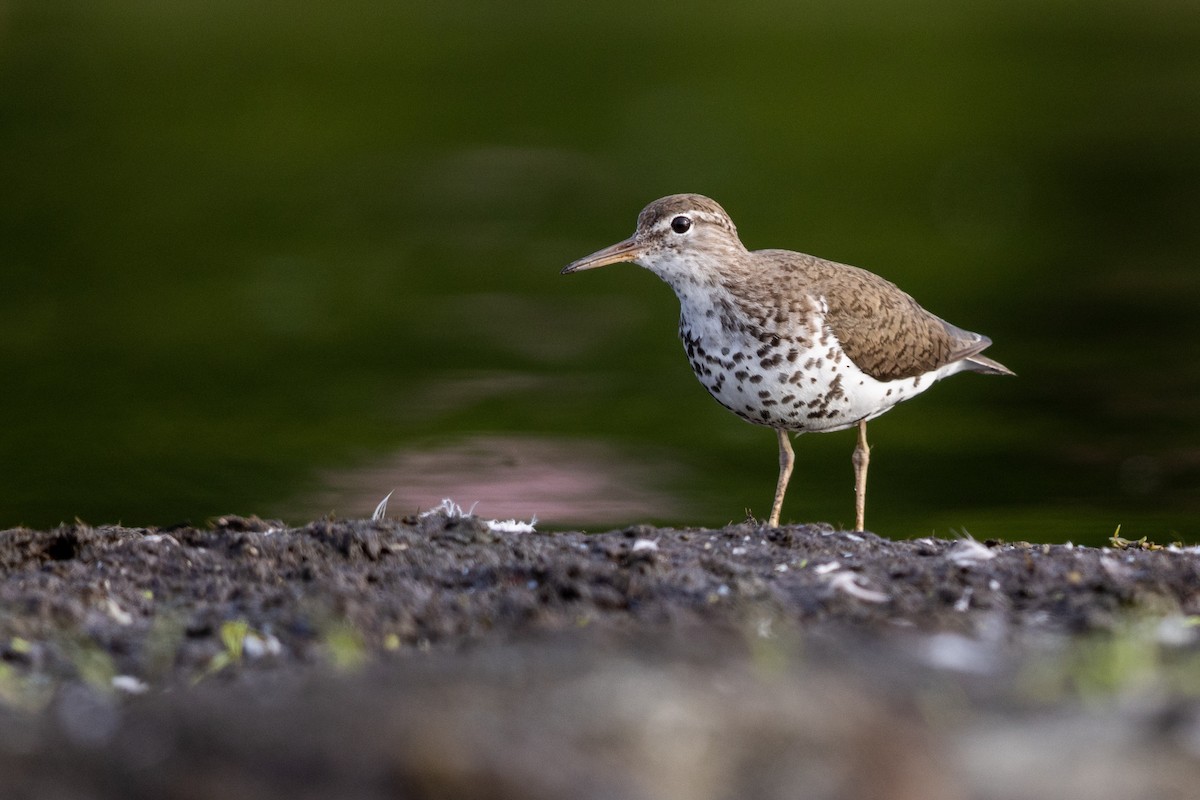 Spotted Sandpiper - Brad Imhoff