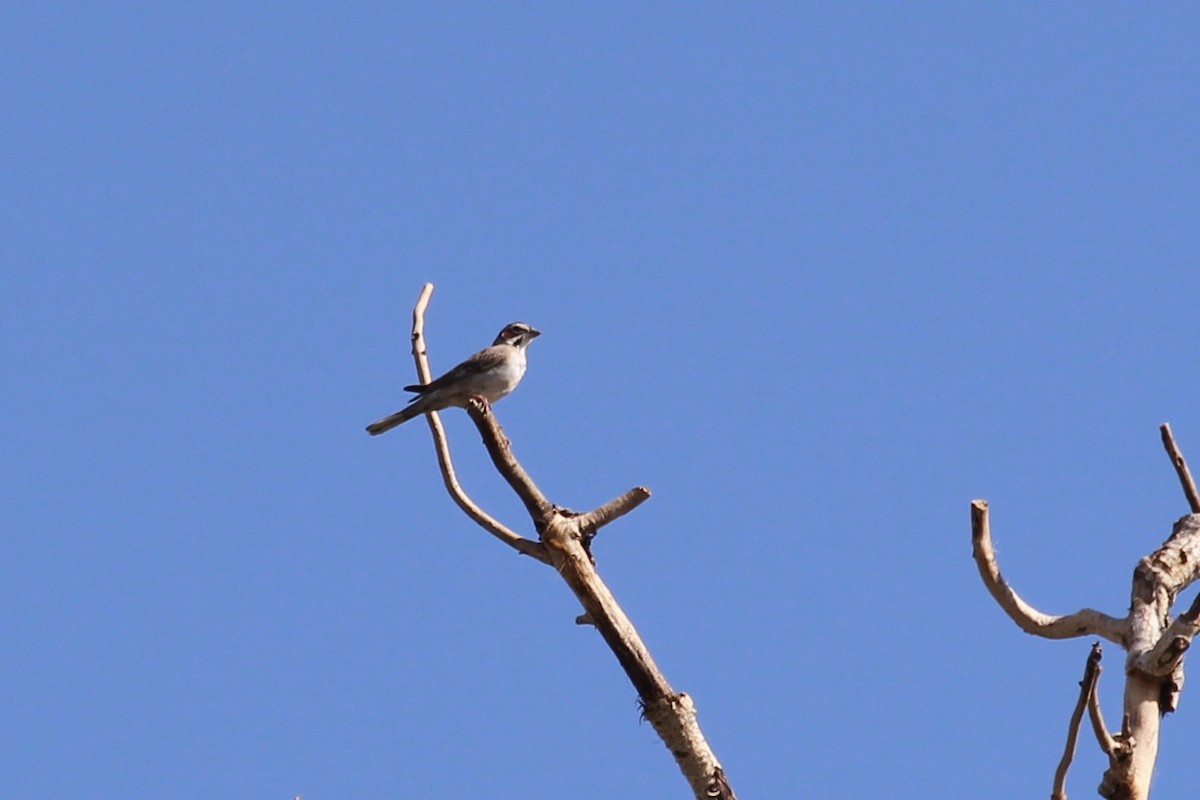 Lark Sparrow - ML253874991