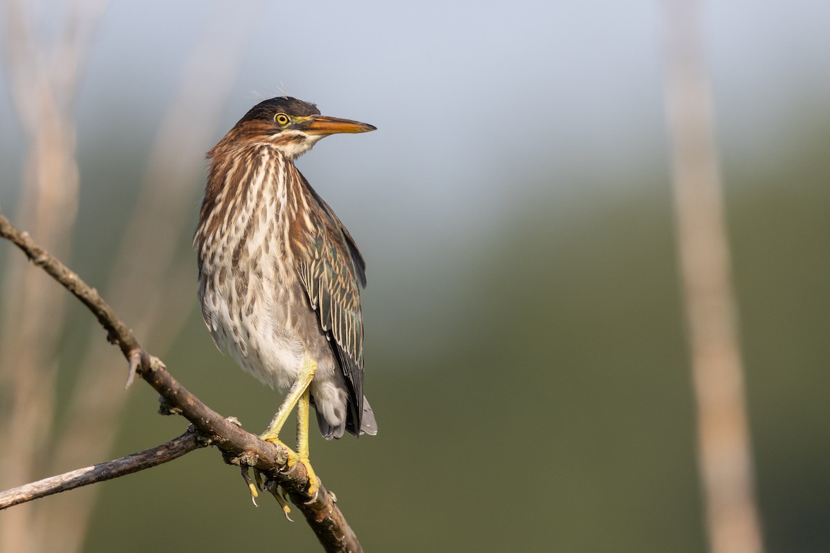 Green Heron - Brad Imhoff