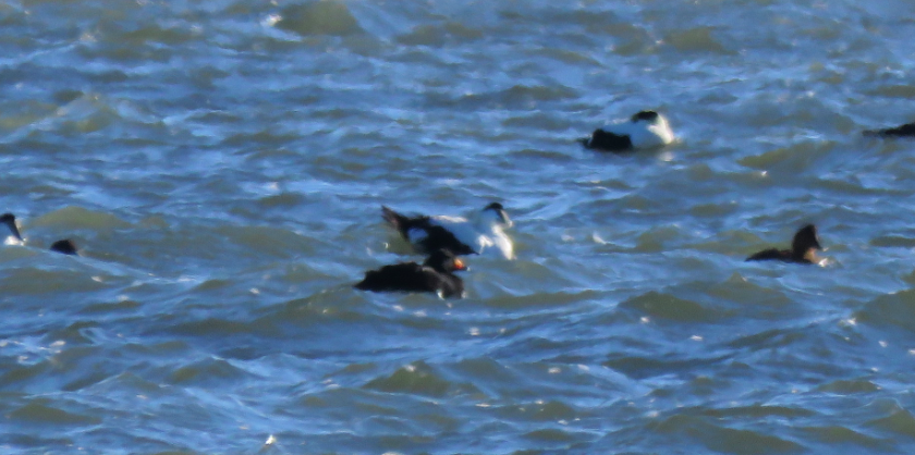 Black Scoter - Hank Marriott