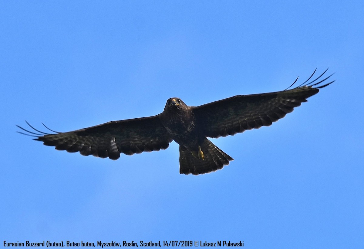 Common Buzzard - ML253879781