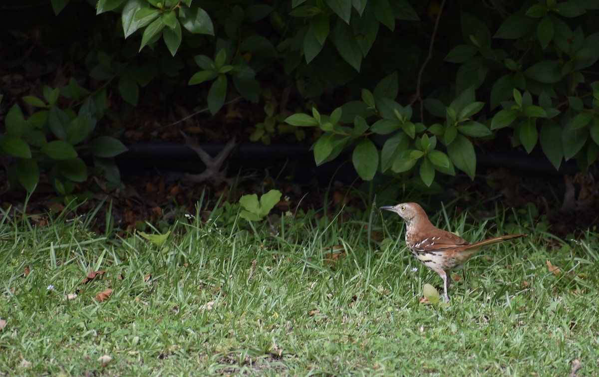 Brown Thrasher - ML253880911