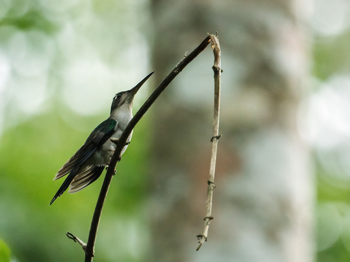 Wedge-tailed Sabrewing (Long-tailed) - Nick Athanas