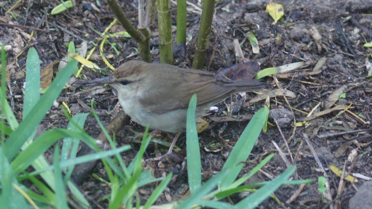 Swainson's Warbler - ML25388241