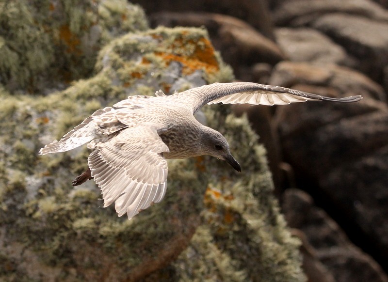 Herring Gull - Kris Webb