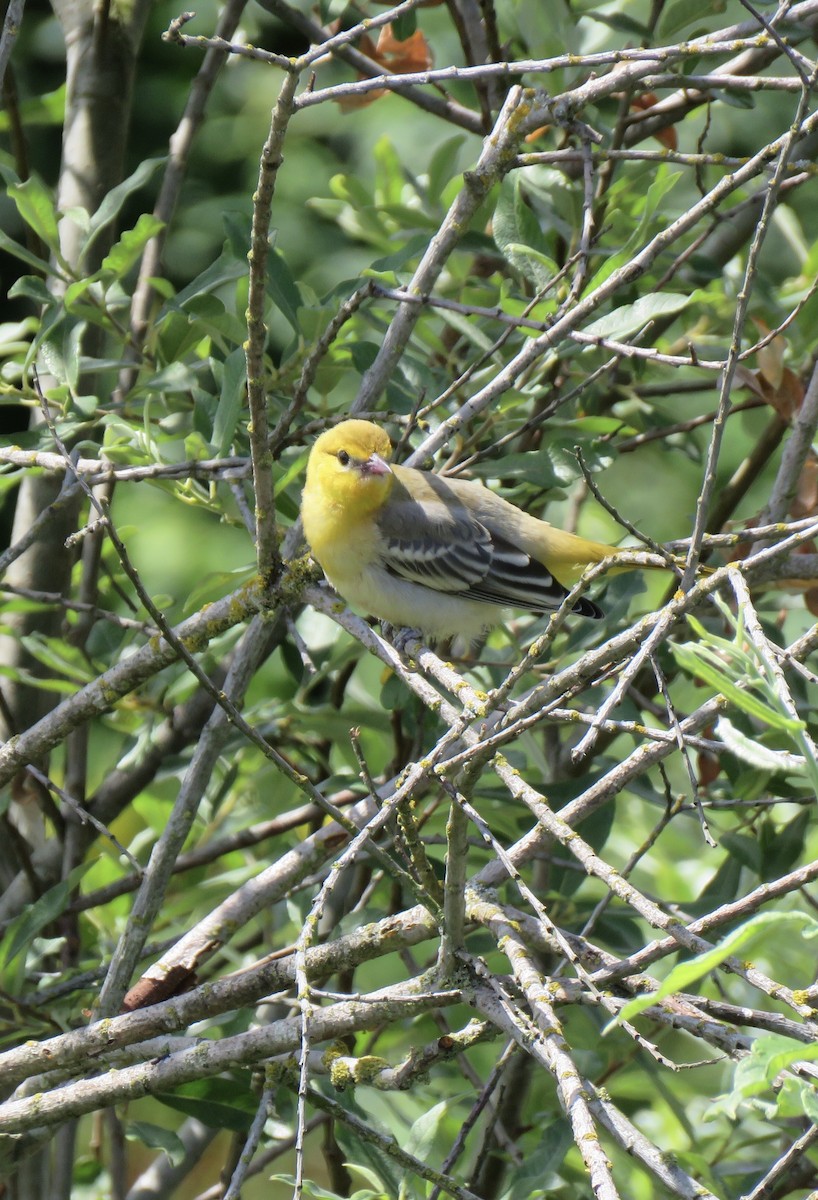 Bullock's Oriole - ML253882921