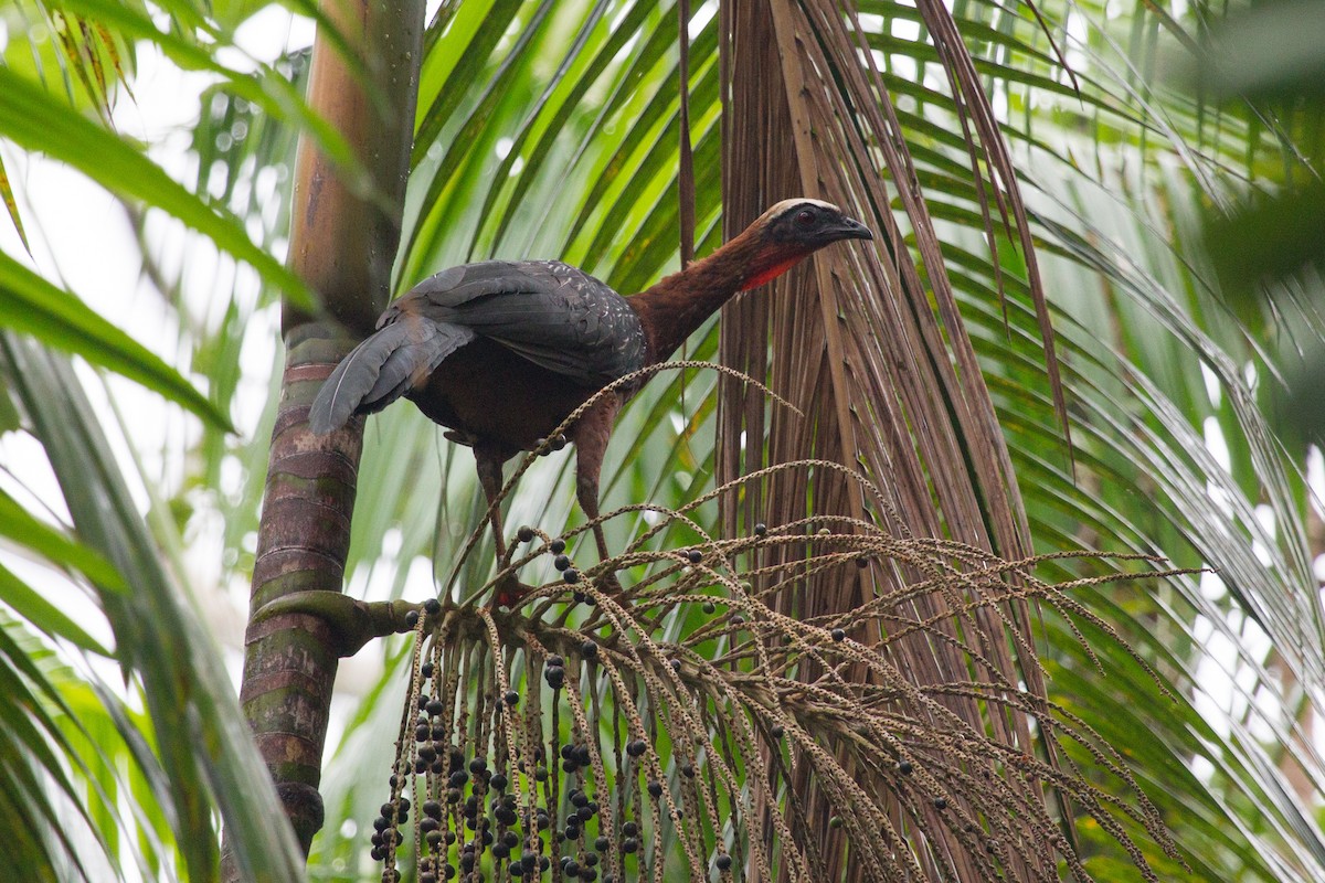 White-crested Guan - ML253883571