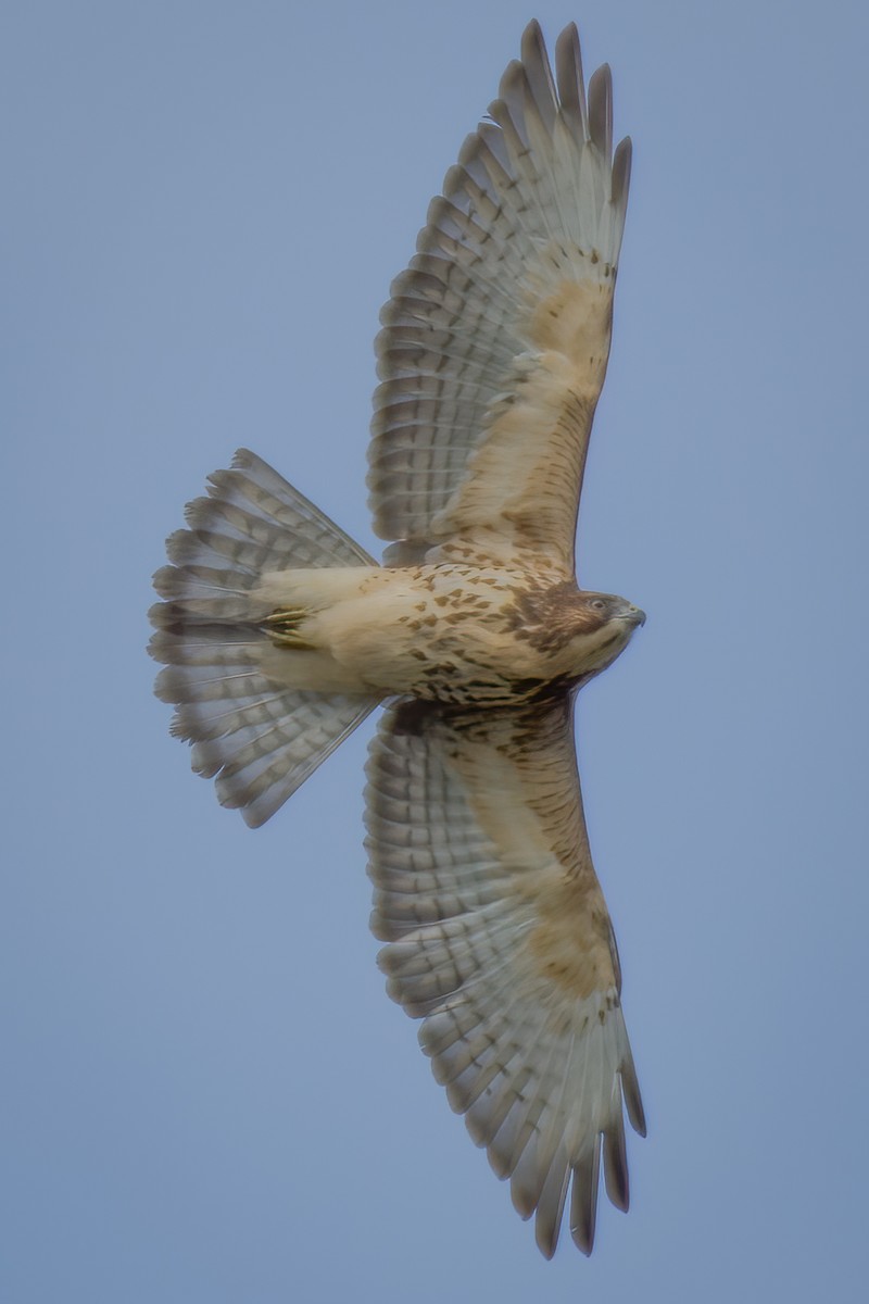 Broad-winged Hawk - Rick Wilhoit