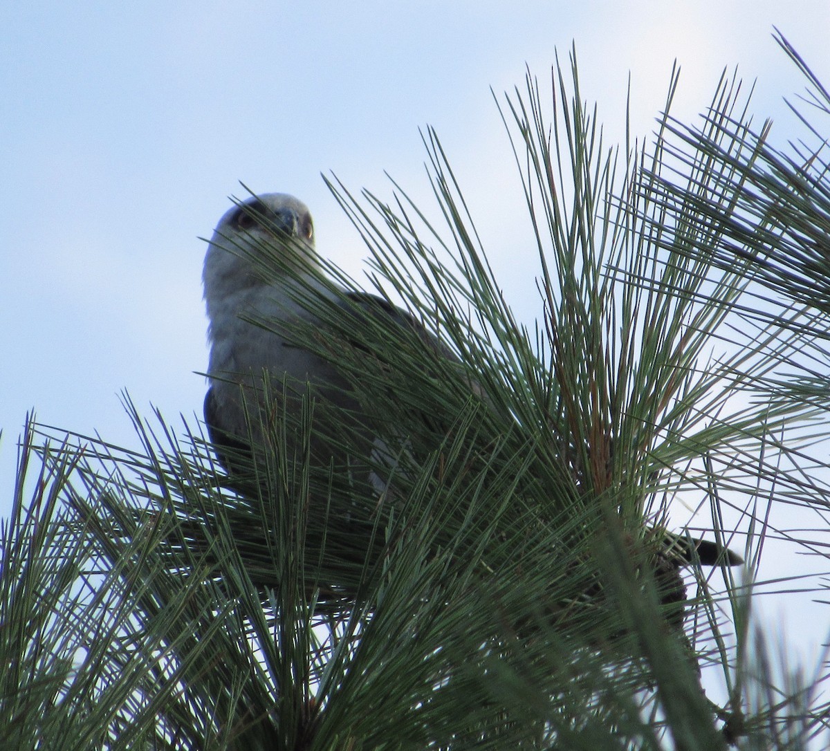 Mississippi Kite - Judy Behrens