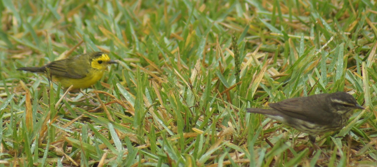 Northern Waterthrush - Pat Heirs