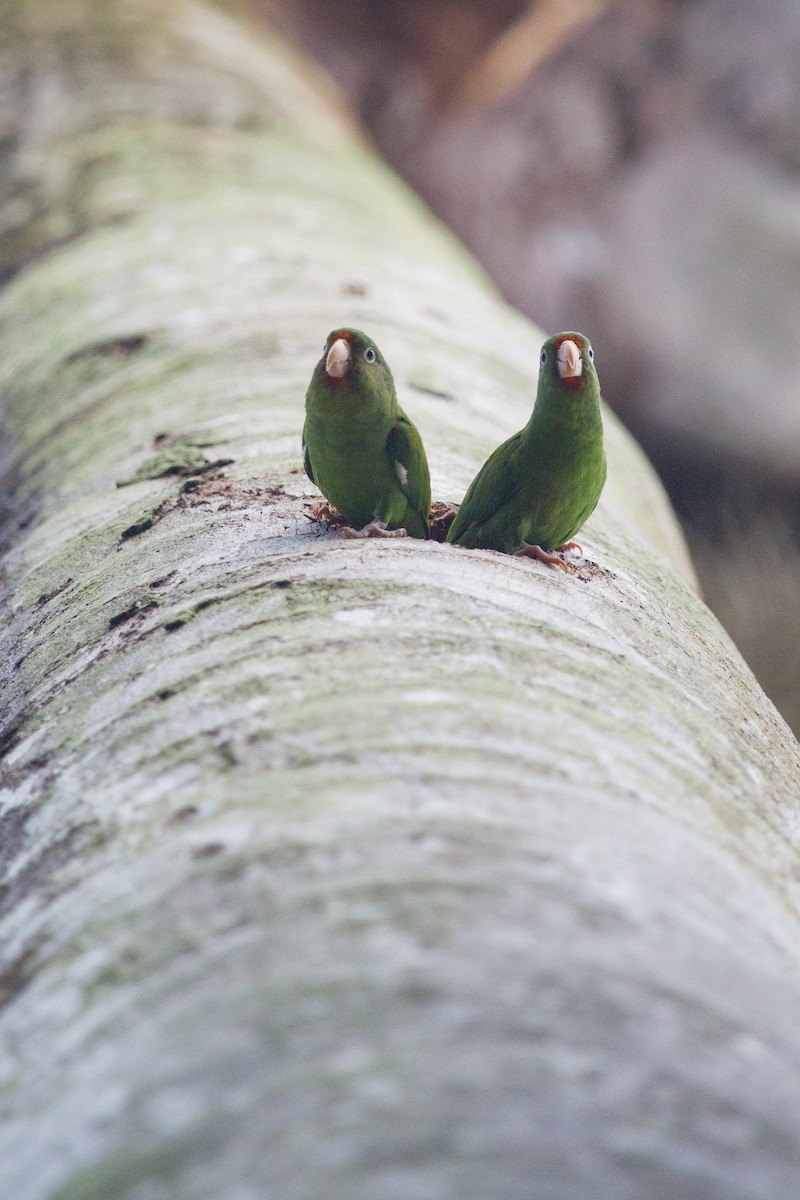 Golden-winged Parakeet - ML253884981