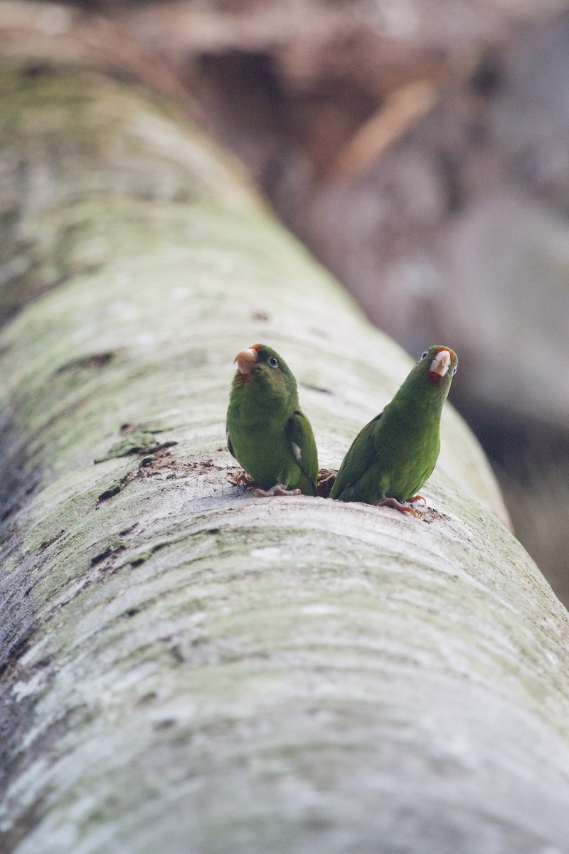 Golden-winged Parakeet - ML253885001