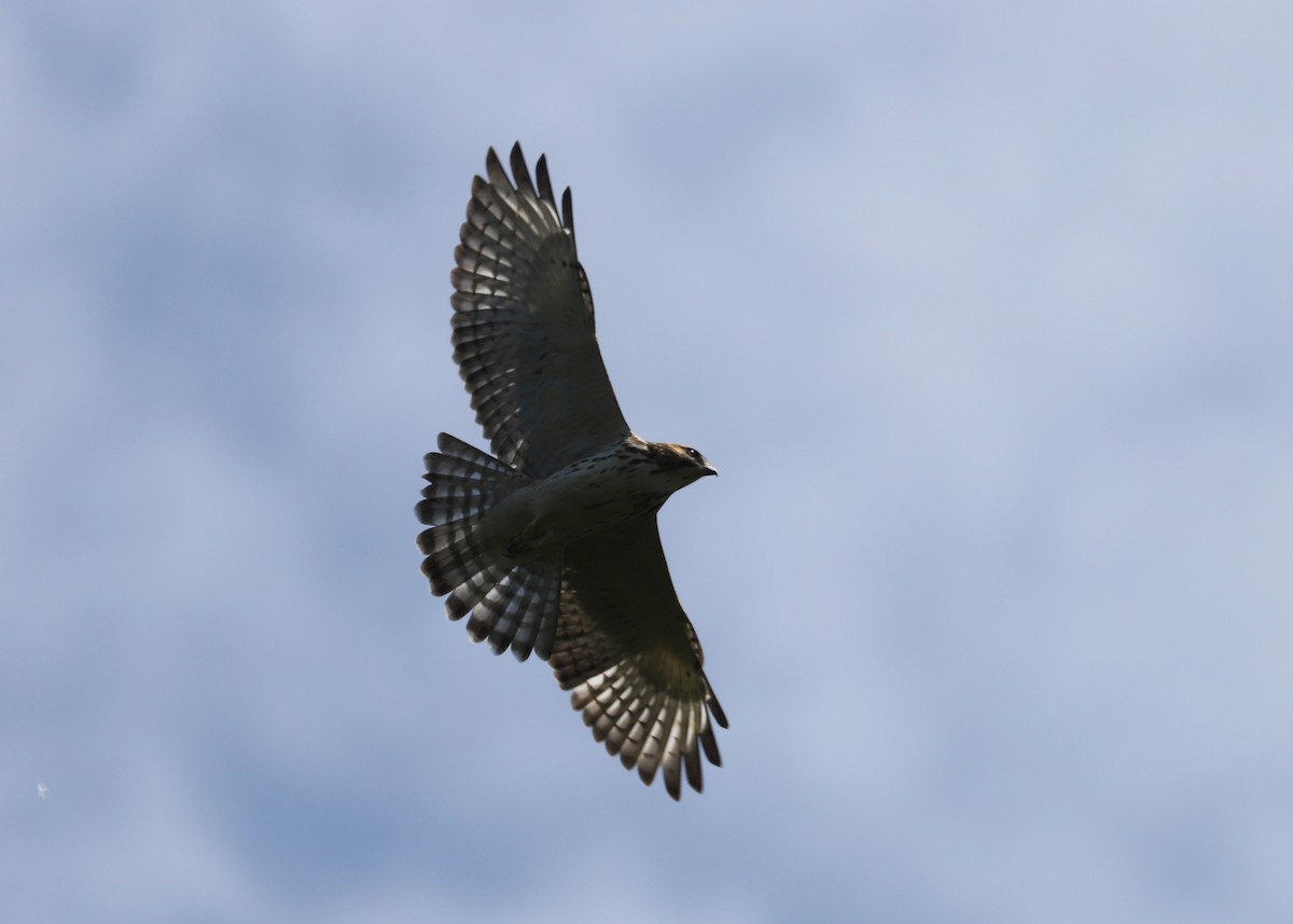 Broad-winged Hawk - ML253885771