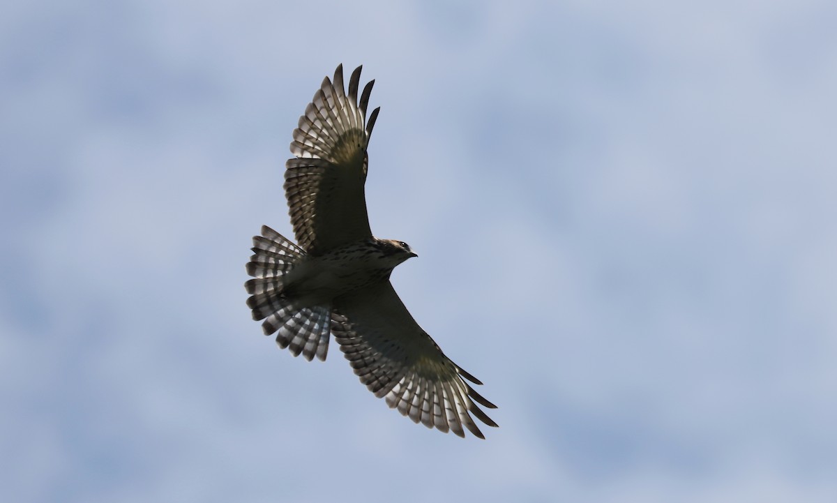 Broad-winged Hawk - ML253885781