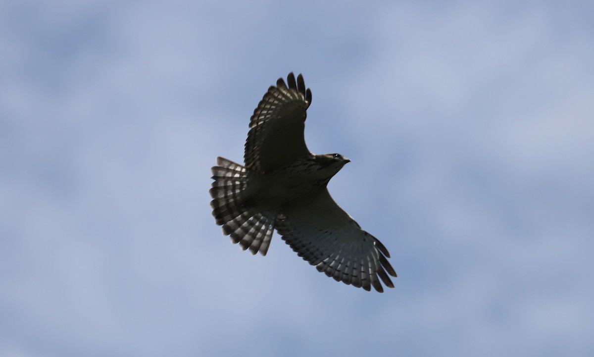 Broad-winged Hawk - ML253885791