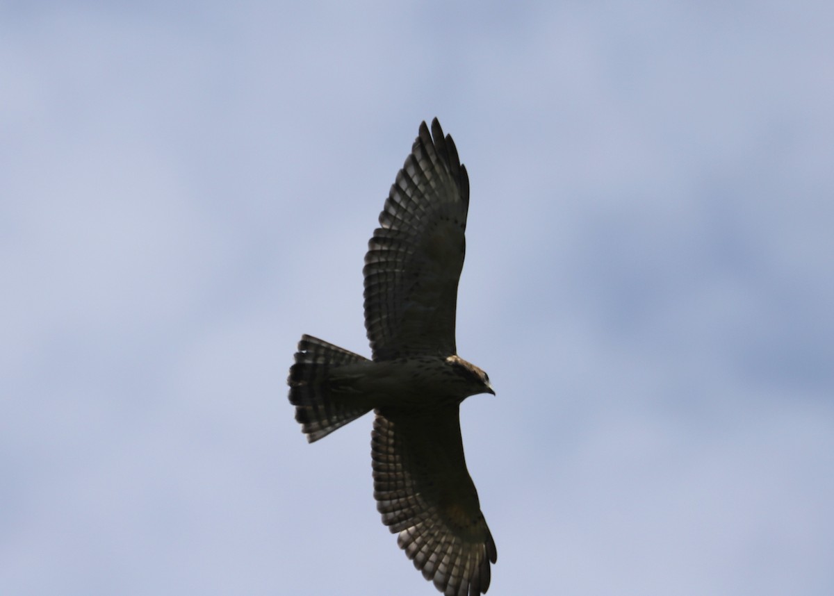 Broad-winged Hawk - ML253885801