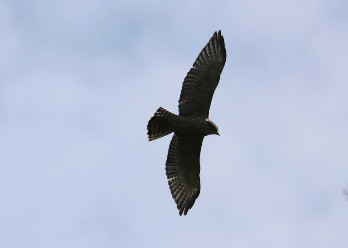 Broad-winged Hawk - ML253885841