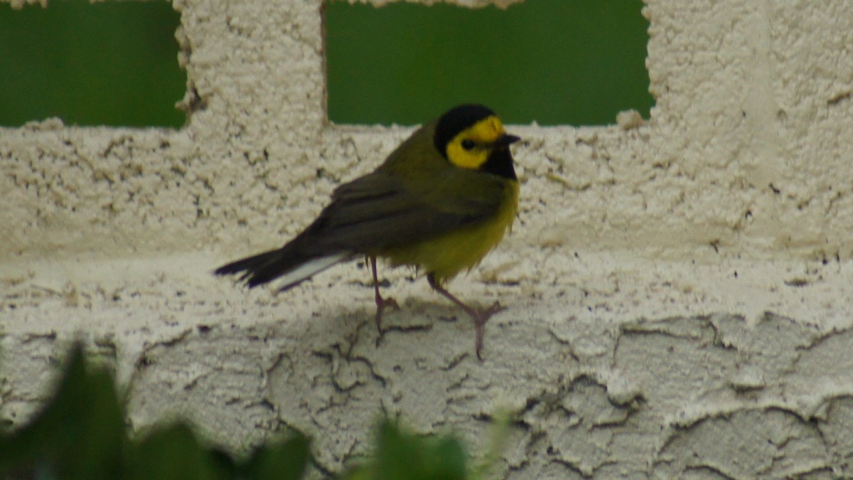 Hooded Warbler - ML25388701