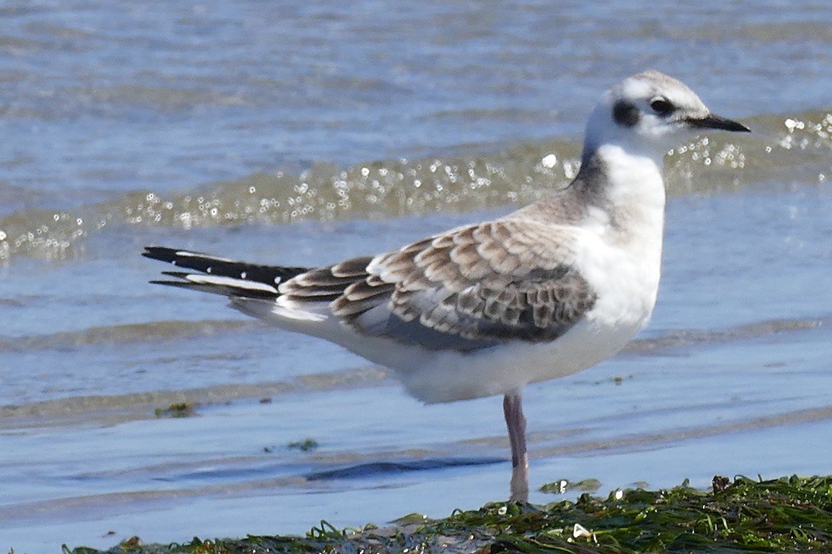 eBird Checklist - 5 Aug 2020 - Kye Bay - 7 species