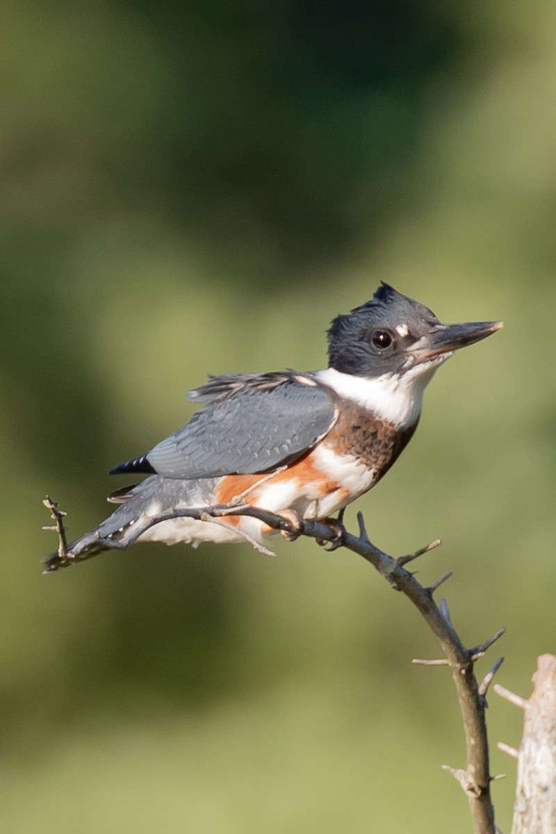 Belted Kingfisher - ML253887671