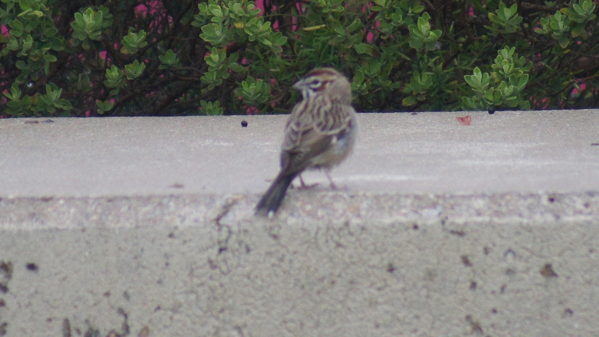 Lark Sparrow - ML25388941