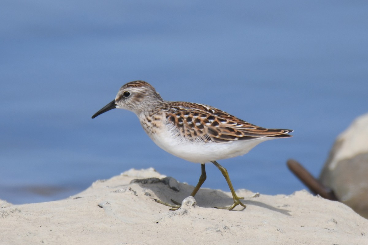 Least Sandpiper - Ron Hirsch