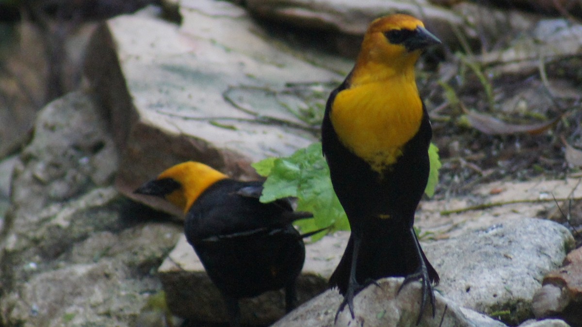 Yellow-headed Blackbird - ML25389081