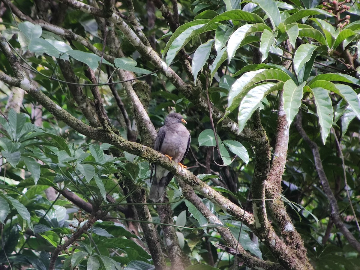Band-tailed Pigeon - ML253891321