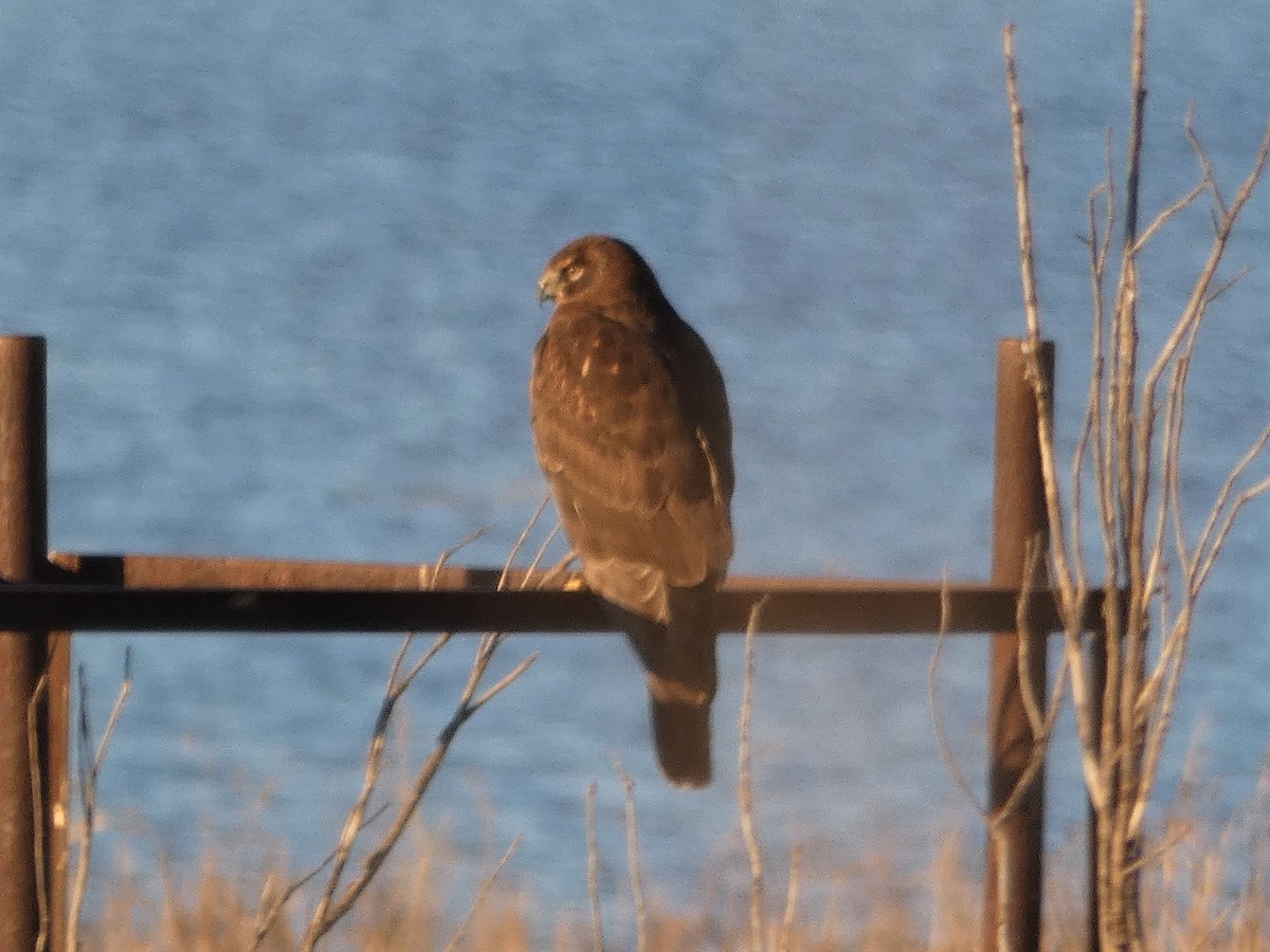 Northern Harrier - ML253892421