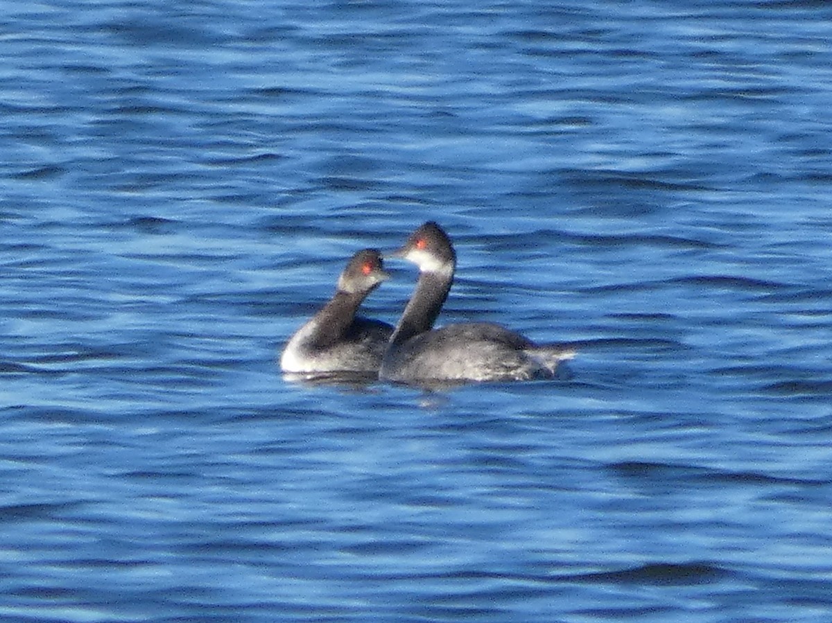 Eared Grebe - ML253892561