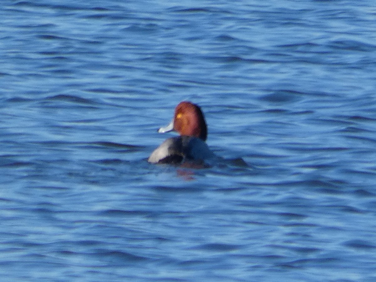 Redhead - ML253892701