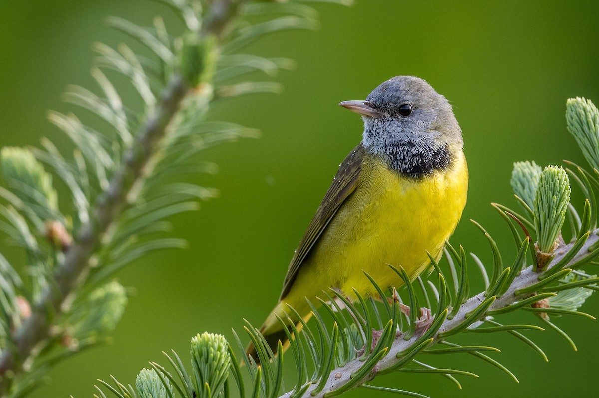 Mourning Warbler - Simon Boivin