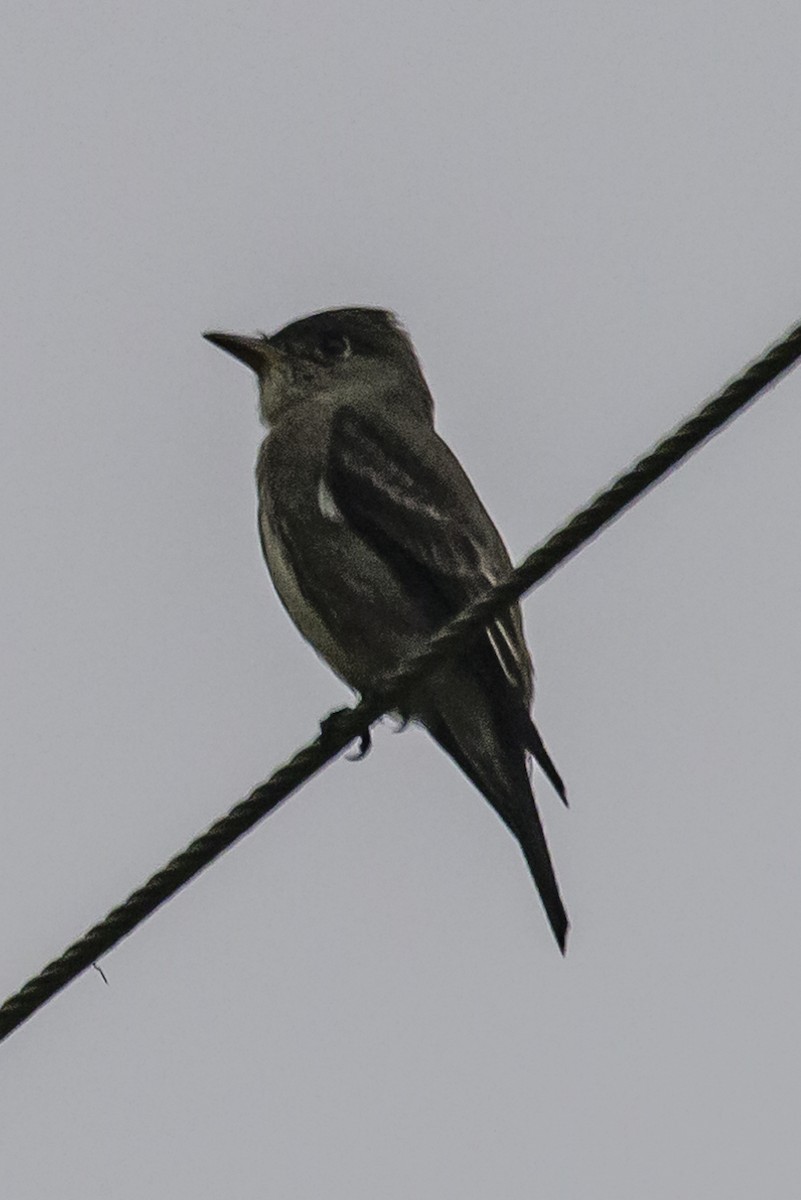 Olive-sided Flycatcher - ML253895501