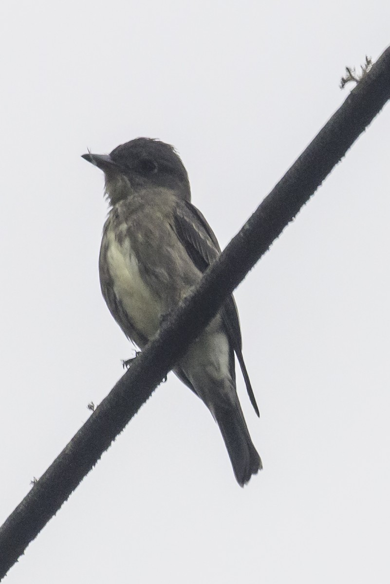 Olive-sided Flycatcher - Carolyn Belknap