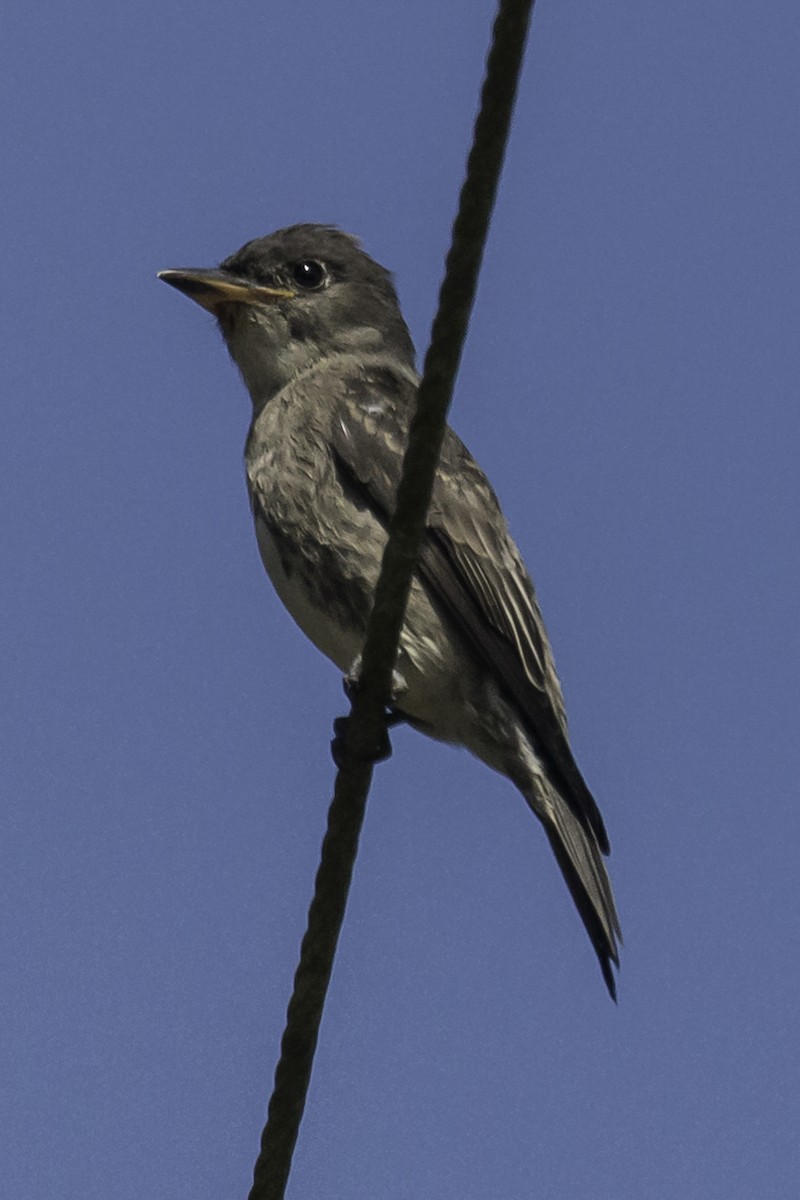 Western Wood-Pewee - ML253895521